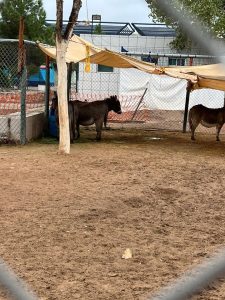 WhatsApp Image 2023 11 29 at 16.37.50