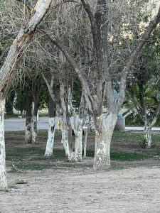 WhatsApp Image 2023 11 29 at 16.37.51 1