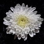 Imagen de WhatsApp 2024 01 05 a las 09.39.40 3c484140