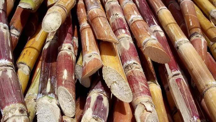 Caña de azúcar (archivo) - Sputnik Mundo, 1920, 26.03.2024