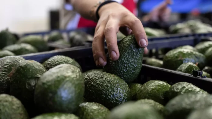 La importación de aguacate mexicano fue suspendida por Estados Unidos. - Sputnik Mundo, 1920, 24.06.2024