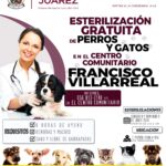 Realizarán esterilización masiva en Ciudad Juárez para evitar la sobrepoblación de perros y gatos 1 6662161518856 6662161518857