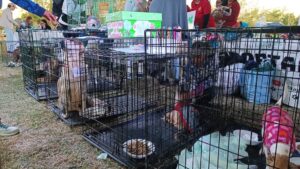 Adopta-Ton 2024: Ciudad Juárez se pone verde con adopciones y toneladas de ayuda para mascotas 9 Adoptaton 12