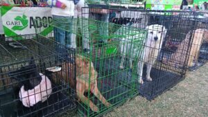 Adopta-Ton 2024: Ciudad Juárez se pone verde con adopciones y toneladas de ayuda para mascotas 5 Adoptaton 13