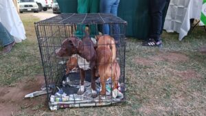 Adopta-Ton 2024: Ciudad Juárez se pone verde con adopciones y toneladas de ayuda para mascotas 6 Adoptaton 14