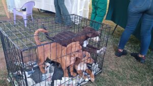 Adopta-Ton 2024: Ciudad Juárez se pone verde con adopciones y toneladas de ayuda para mascotas 7 Adoptaton 15