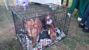 Adopta-Ton 2024: Ciudad Juárez se pone verde con adopciones y toneladas de ayuda para mascotas 8 Adoptaton 16