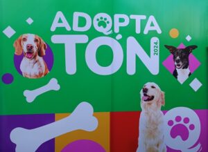 Adopta-Ton 2024: Ciudad Juárez se pone verde con adopciones y toneladas de ayuda para mascotas 1 Adoptaton 3