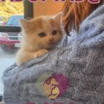 67816468dbdc7 67816468dbdc8