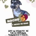 ¡Adopta una mascota! 3 IMG 8974