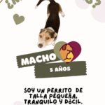 ¡Adopta una mascota! 2 IMG 8975