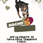¡Adopta una mascota! 1 IMG 8976