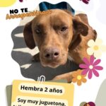 Tiene DABA perritos y gatos listos para ser adoptados 2 2 2