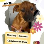 Tiene DABA perritos y gatos listos para ser adoptados 3 3 2