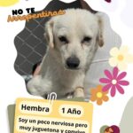 Tiene DABA perritos y gatos listos para ser adoptados 4 4 2
