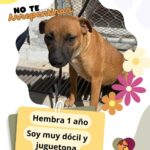Tiene DABA perritos y gatos listos para ser adoptados 5 5 1