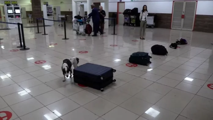 Hay diversas estrategias del Observatorio Nacional de Drogas de Cuba. - Sputnik Mundo, 1920, 04.07.2025