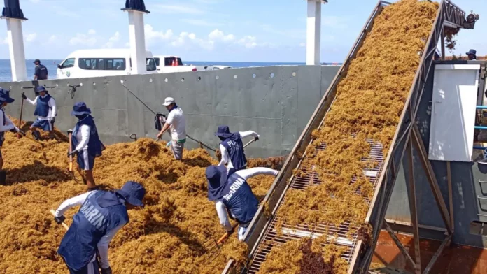 La Secretaría de Marina de México hace limpieza de sargazo en las playas del país. - Sputnik Mundo, 1920, 14.07.2025