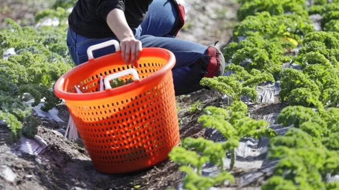 Los trabajadores agrícolas de EEUU temen en las redadas. - Sputnik Mundo, 1920, 15.07.2025