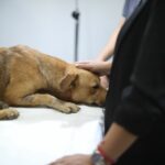 Llevan a juicio al agresor de perrito “Oso” 1 68af44c9090a0 68af44c9090a1