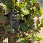 Celebran con éxito la Fiesta de la Vendimia del Valle de Paquimé en Casas Grandes 2 WhatsApp Image 2025 08 03 at 11.56.17 2