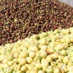 WhatsApp Image 2025 08 05 at 12.25.47