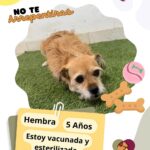 Cuenta DABA con 70 perros en espera de adopción 1 68e42c635d864 68e42c635d865