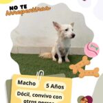 Cuenta DABA con 70 perros en espera de adopción 7 68e42c636597d 68e42c636597e