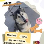 Cuenta DABA con 70 perros en espera de adopción 6 68e42c63682ba 68e42c63682bb