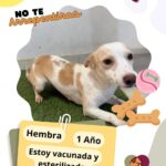 Cuenta DABA con 70 perros en espera de adopción 4 68e42c636f229 68e42c636f22a