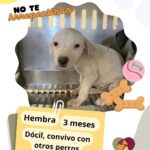 Cuenta DABA con 70 perros en espera de adopción 2 68e42c636f44e 68e42c636f44f