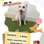 Cuenta DABA con 70 perros en espera de adopción 3 68e42c636f64f 68e42c636f650