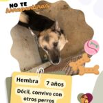 Cuenta DABA con 70 perros en espera de adopción 5 68e42c636f858 68e42c636f859