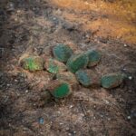 Fortalecen conservación de fauna en el Parque Central 1 WhatsApp Image 2025 10 07 at 12.52.26