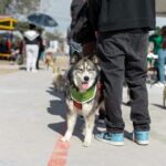 Realiza Partido Verde en Juárez jornada gratuita de salud canina 1 Imagen de WhatsApp 2025 11 15 a las 18.27.11 33306503