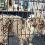 697a7cf218ca4 697a7cf218ca5