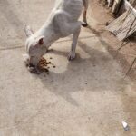 697a7cf21a385 697a7cf21a386