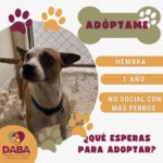Esperan en DABA 80 mascotas ser adoptadas en Ciudad Juárez 4 698ce109c0331 698ce109c0332