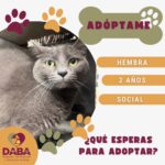 Esperan en DABA 80 mascotas ser adoptadas en Ciudad Juárez 7 698ce109c181c 698ce109c181e