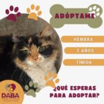Esperan en DABA 80 mascotas ser adoptadas en Ciudad Juárez 3 698ce109c7eb3 698ce109c7eb5