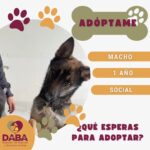 Esperan en DABA 80 mascotas ser adoptadas en Ciudad Juárez 6 698ce109c8fa9 698ce109c8faa