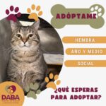 Esperan en DABA 80 mascotas ser adoptadas en Ciudad Juárez 2 698ce109c9ca1 698ce109c9ca2