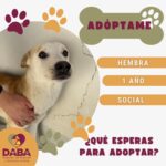 Esperan en DABA 80 mascotas ser adoptadas en Ciudad Juárez 5 698ce109cf752 698ce109cf753