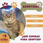 Esperan en DABA 80 mascotas ser adoptadas en Ciudad Juárez 1 698ce109d3b4e 698ce109d3b4f