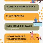 Realizará DABA campaña gratuita de esterilización este fin de semana 2 6a172806e52cf 6a172806e52d1