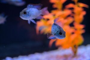 Inauguran el acuario Rochí en Guachochi para promover la conservación y el turismo de naturaleza 6 33cefbd2 8466 45a6 8fbb 98fb9210a182