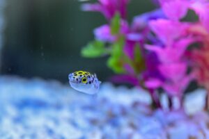 Inauguran el acuario Rochí en Guachochi para promover la conservación y el turismo de naturaleza 2 4a07c2f3 1c64 4cae 9923 79ae5826f2f7