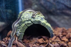 Inauguran el acuario Rochí en Guachochi para promover la conservación y el turismo de naturaleza 3 c55cde91 d6d5 4026 ba9e 70dc9ba9917e