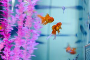 Inauguran el acuario Rochí en Guachochi para promover la conservación y el turismo de naturaleza 1 e9ca2800 ecf6 41ce 98ad 52f81d8db3f5