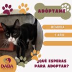 Invita DABA a adoptar perritos y gatitos en Ciudad Juárez 5 6a7b4f254d32a 6a7b4f254d32b